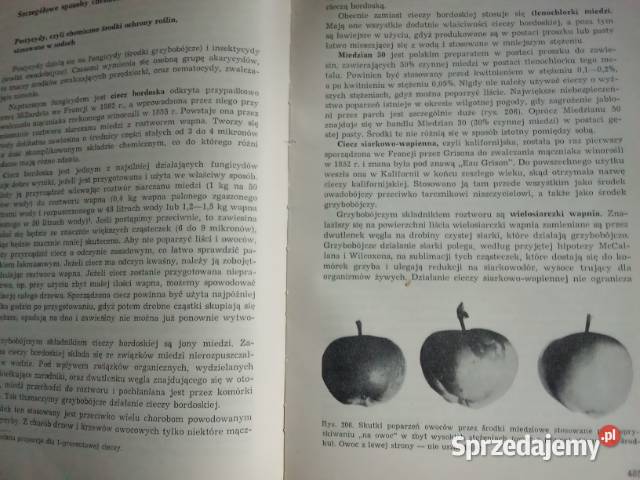 Sadownictwo Pieniążek sad rolnictwo uprawa owoce Łódź