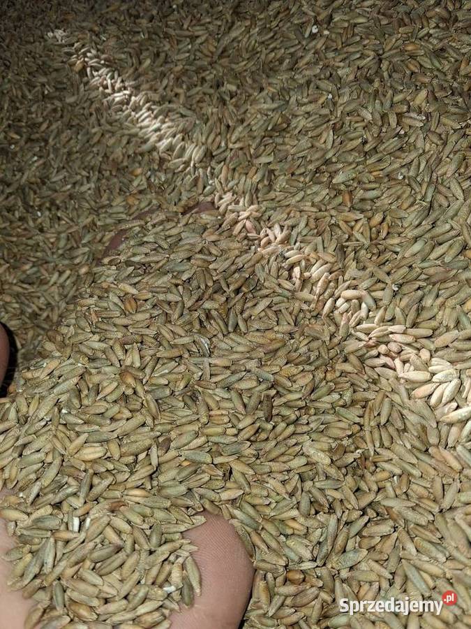 Sprzedam żyto Radawa