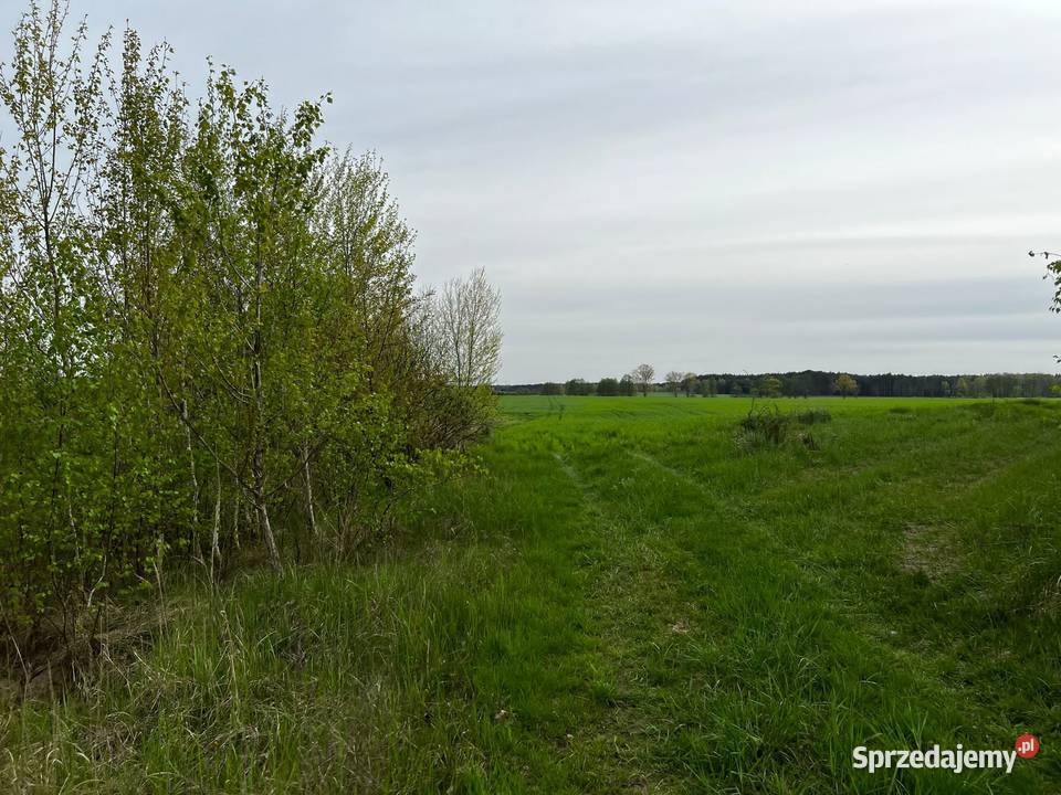 Działka drodze asfaltowej Kolsko