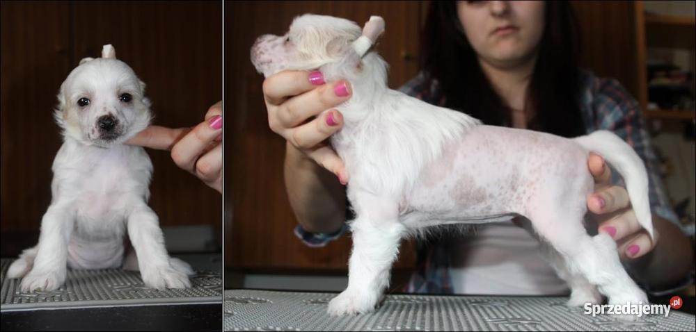 Chiński Grzywacz z rodowodem Psy Mielec