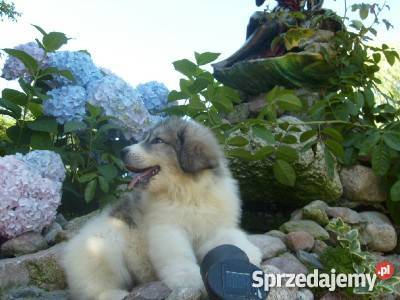 Pirenejski pies górski,owczarek podhalański,  po Championach