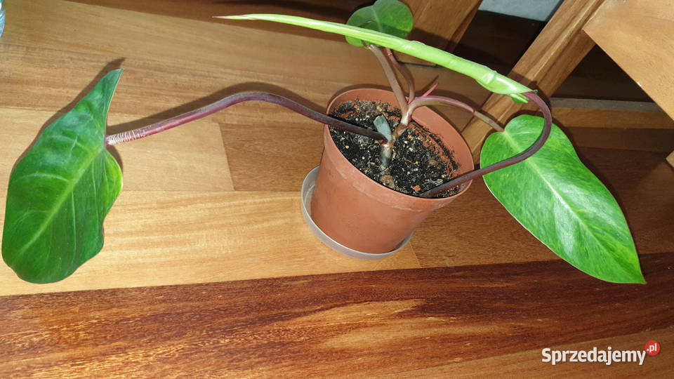 Filodendron czerwieniejący Philodendron Warszawa