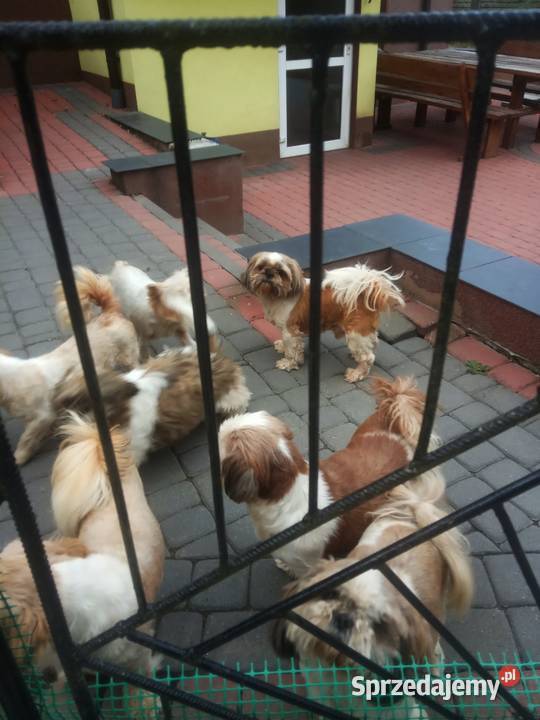Shih tzu suczka mini szczeniak wzorzec rasy Klimontów