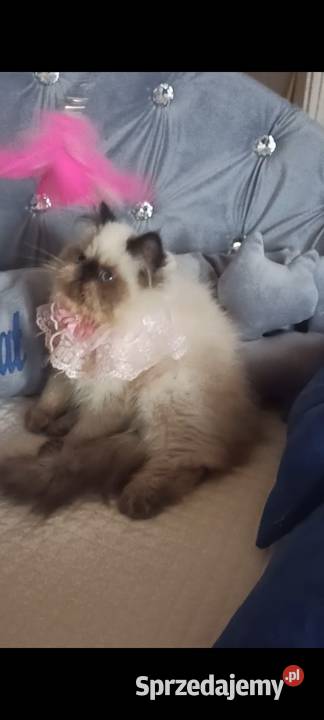 Dziewczynka himalajska rodowód fpl śląskie Katowice