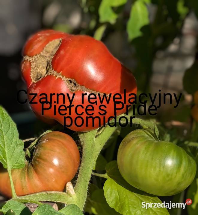 Pomidor z Syberii odporny na zarazę nasiona Kraków