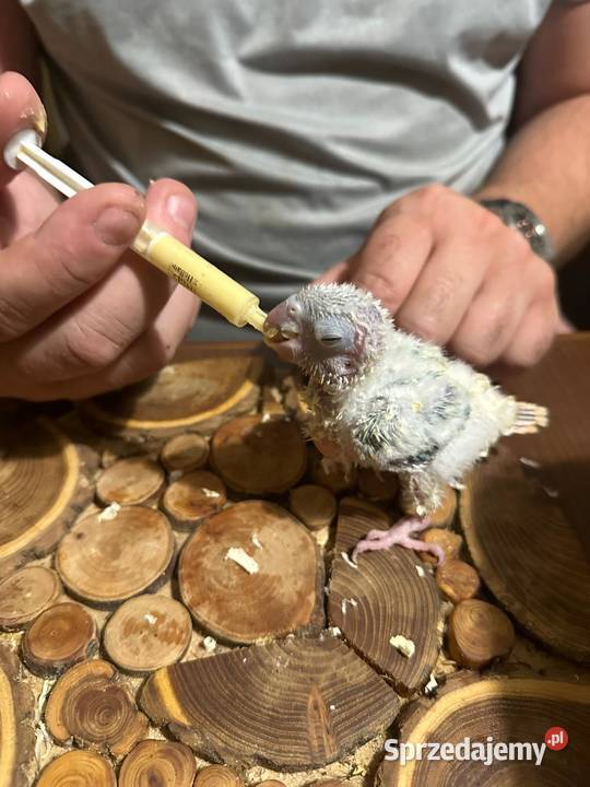 Ręcznie karmione papużki Rudosterki sprzedam Zgierz