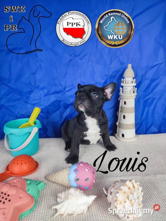 Buldog francuski czarne gotowe do odbioru Lidzbark