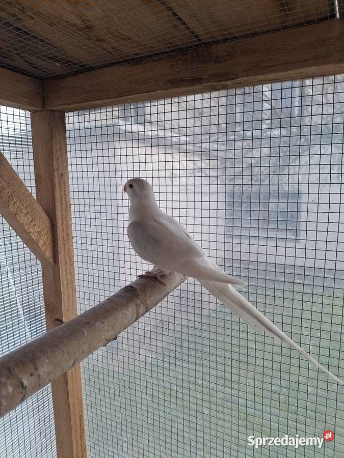 Księżniczki Walii Brzesko sprzedam