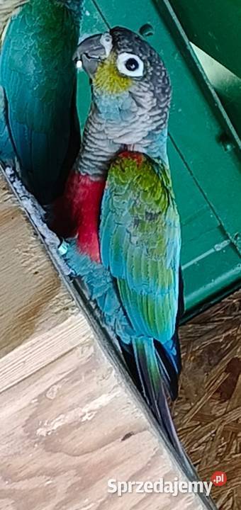 Rudosterka Pawonków sprzedam