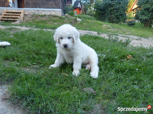 SPRZEDAM OWCZARKI PODHALAŃSKIE Raba Wyżna