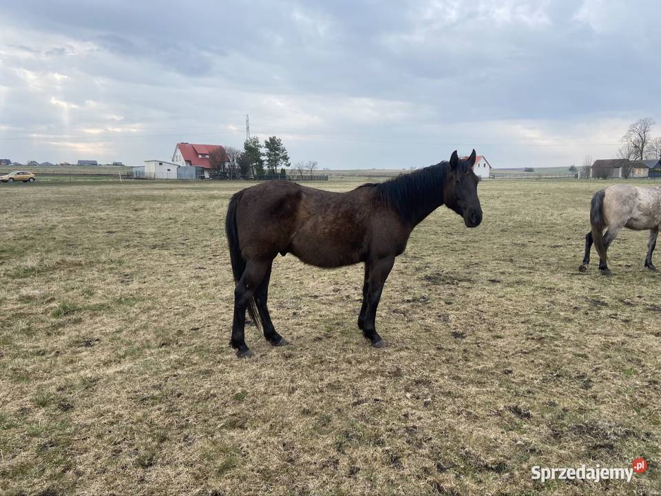 Wałach Iwar APH APALLOUS lubelskie Zamość