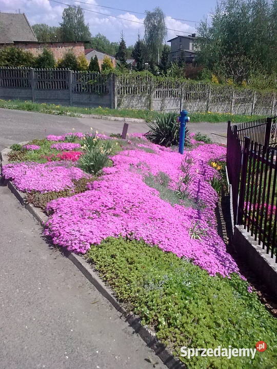 Byliny wieloletnie mało wymagajace Pszów