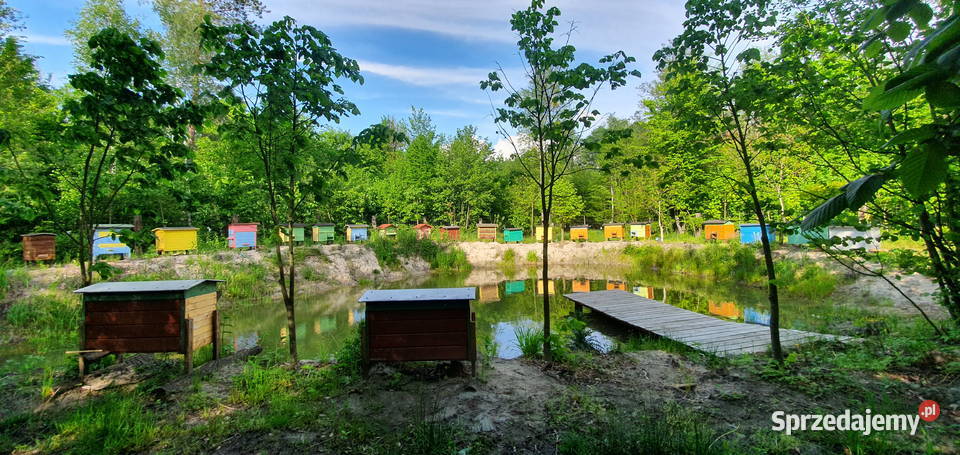 Miód Pszczeli prosto z własnej pasieki Różne Wisznice