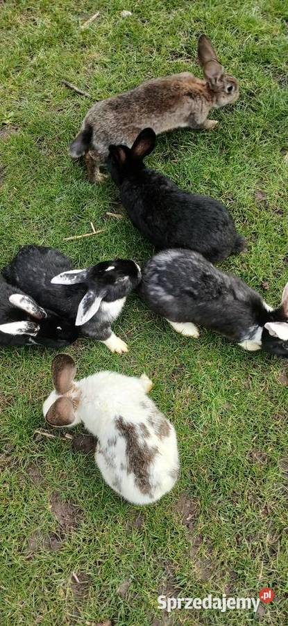 Króliki Solec-Zdrój