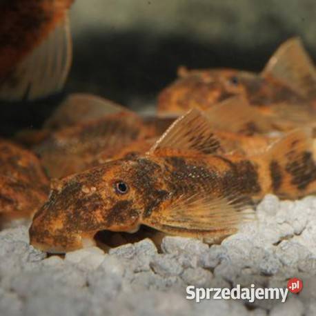 Glonojad Zbrojnik LDA 16 L 338 Ancistrus WYSYŁKA Gdańsk