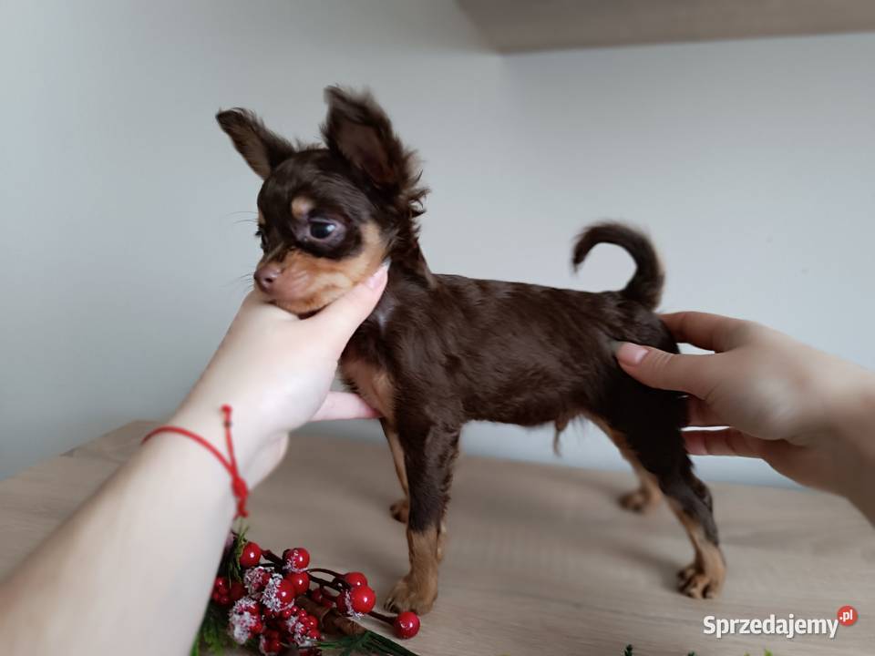 Rosyjski Toy z dokumentami FCI