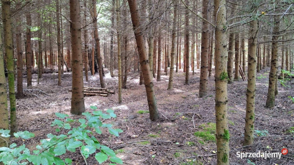 sprzedaży działki 39385m2 Mielenko Drawskie sprzedam