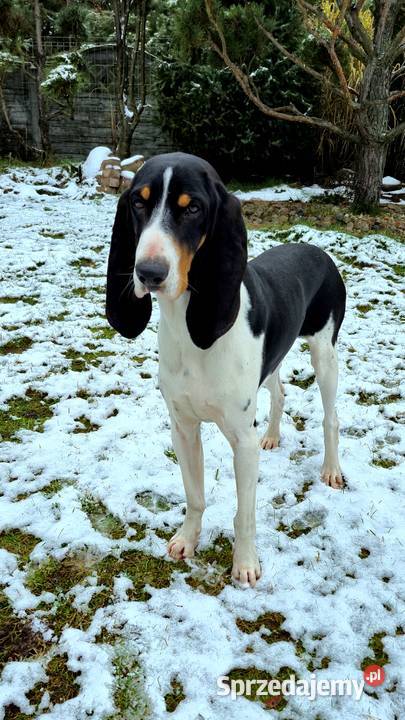 Gończy Berneński w Polsce Żyrardów