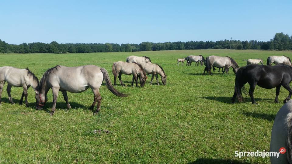 Klaczki konik polski Dobrzany