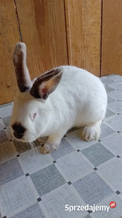 Samiec Kalifornia świętokrzyskie sprzedam