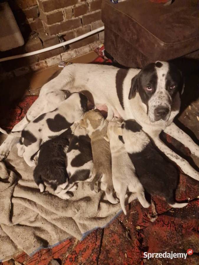 Owczarek Środkowoazjatycki Maszewo