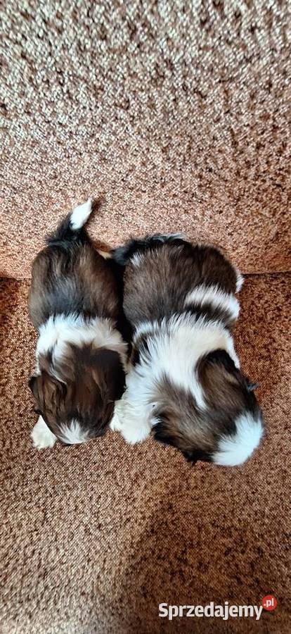 Shih Tzu suczki I pieski
