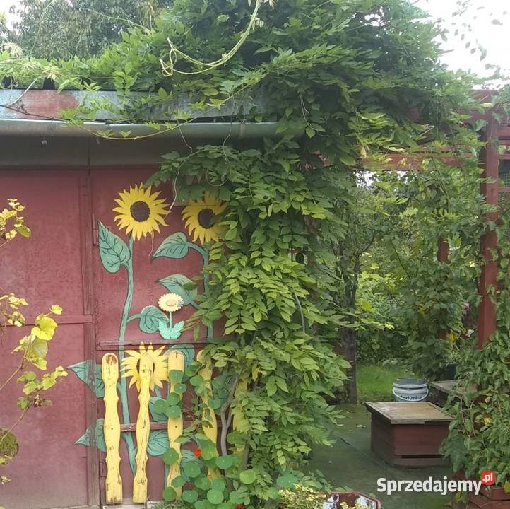 Działka ROD Żeromskiego Ostrowiec Świętokrzyski