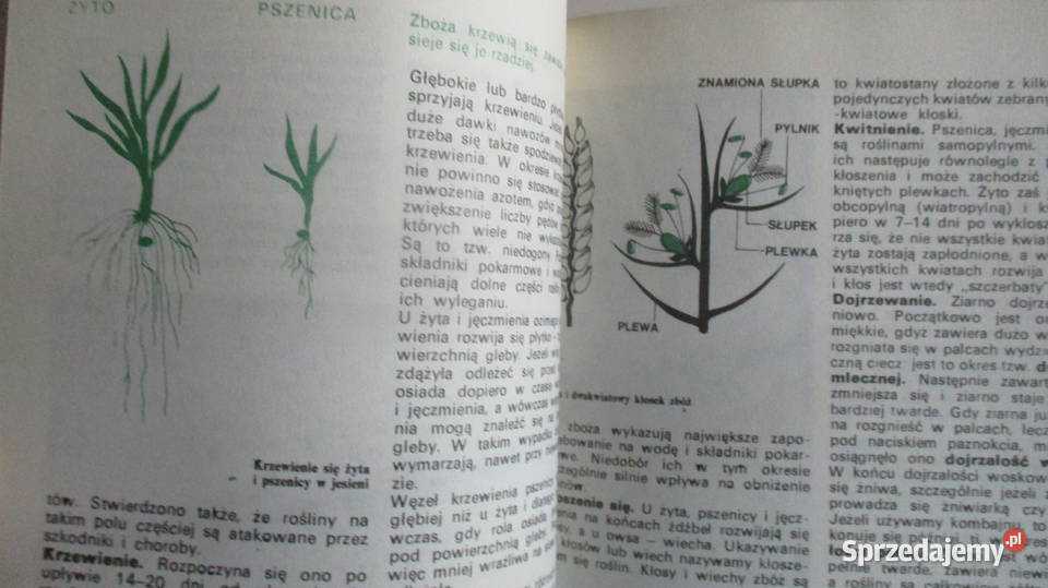 Nowoczesna uprawa roślin rosliny uprawa łódzkie Łódź