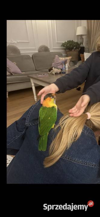 Barwinka Białobrzucha