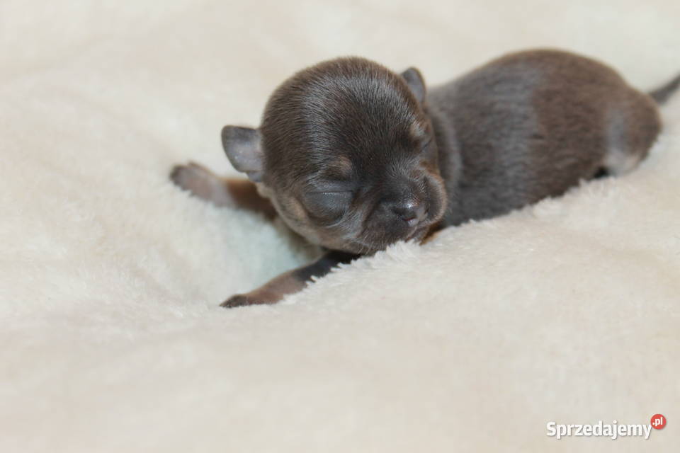 Chihuahua krótkowłosy niebieski chłopczyk ZKwP Świnoujście sprzedam