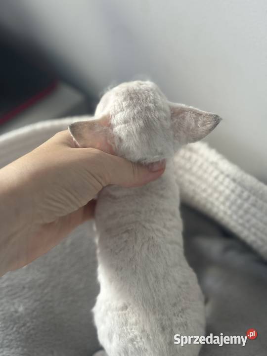 koteczka Devon Rex oczy niebieskie