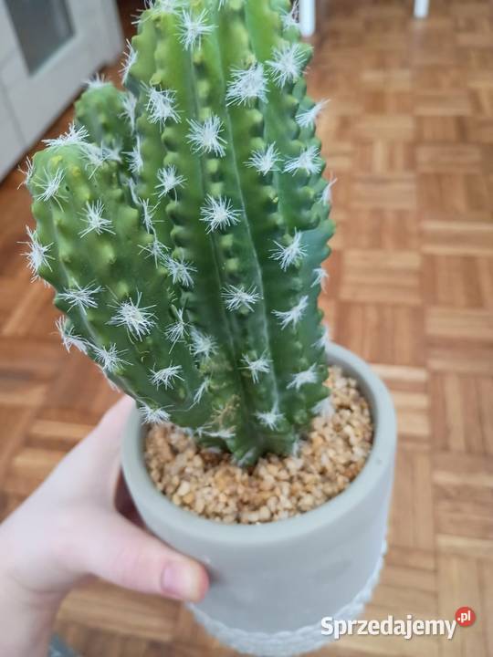 Sztuczny kaktus w doniczce dekoracja kujawsko-pomorskie Bydgoszcz