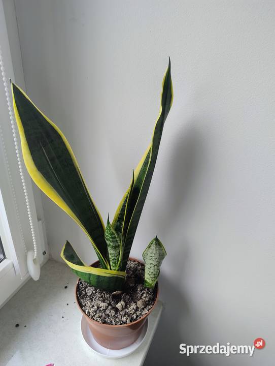 Piekna zadbana sansevieria 42 podstawy doniczki Poznań