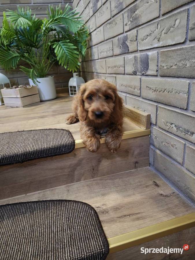 Cockapoo hybryda F1 Starogard Gdański sprzedam