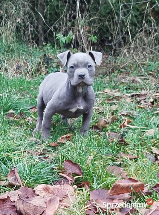 Mocny Amstaff Amstaff Lublin