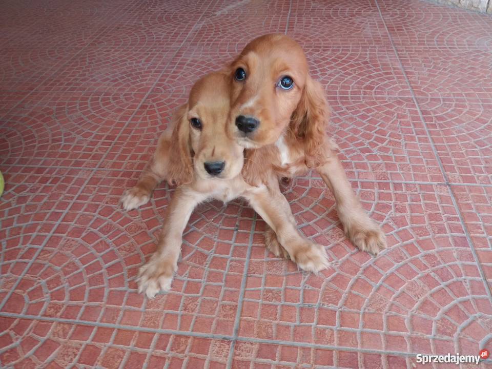 Cocker spaniel szczeniaki Rybczewice Drugie