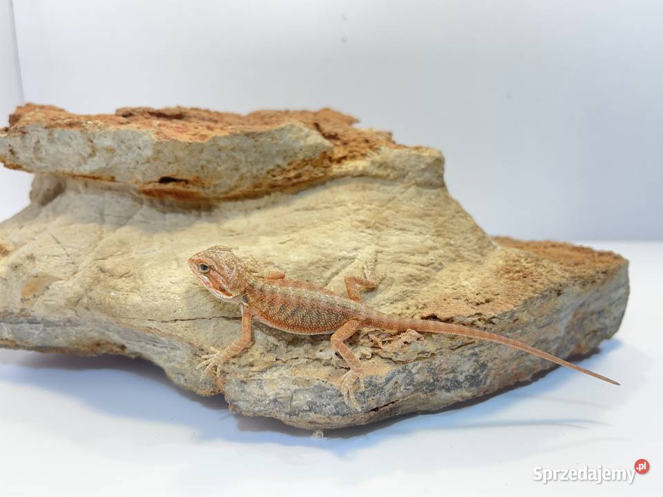 Agama Brodata Orange red translucent pomorskie Tczew
