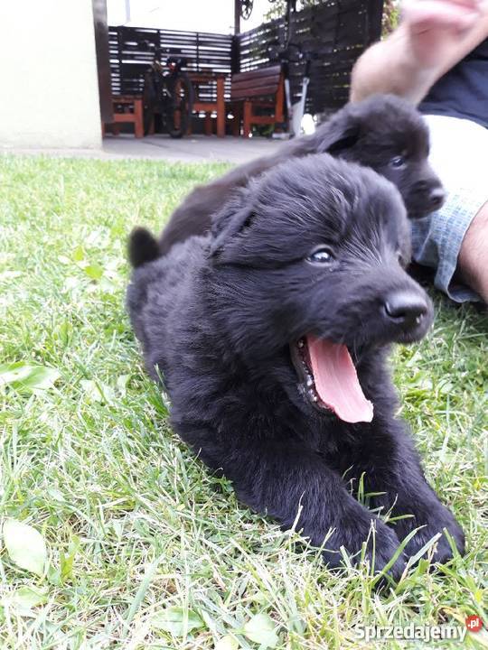 Tanio owczarki Staroniemieckie