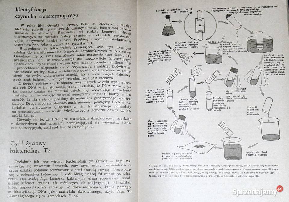 Mechanizmy dziedziczenia Franklin W Stahl lubelskie Chełm