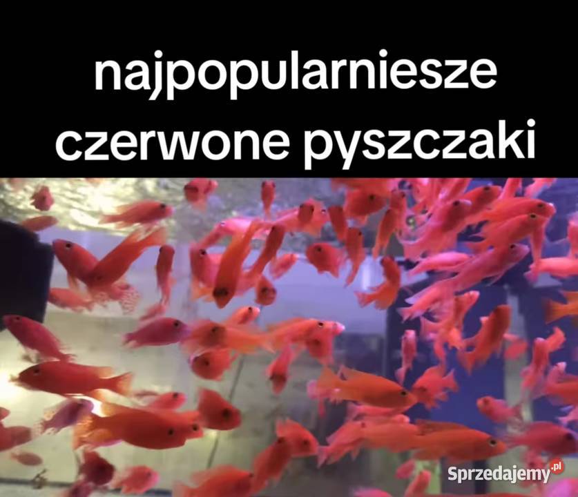 Aulonacararyby rośliny akwariowe Poznań