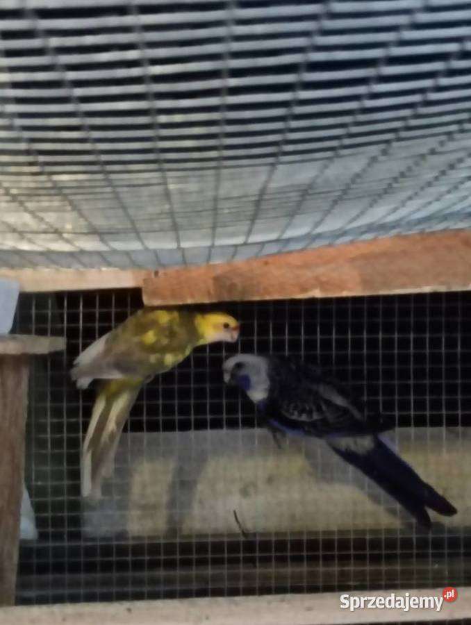 Rozelle królewskie Andrychów