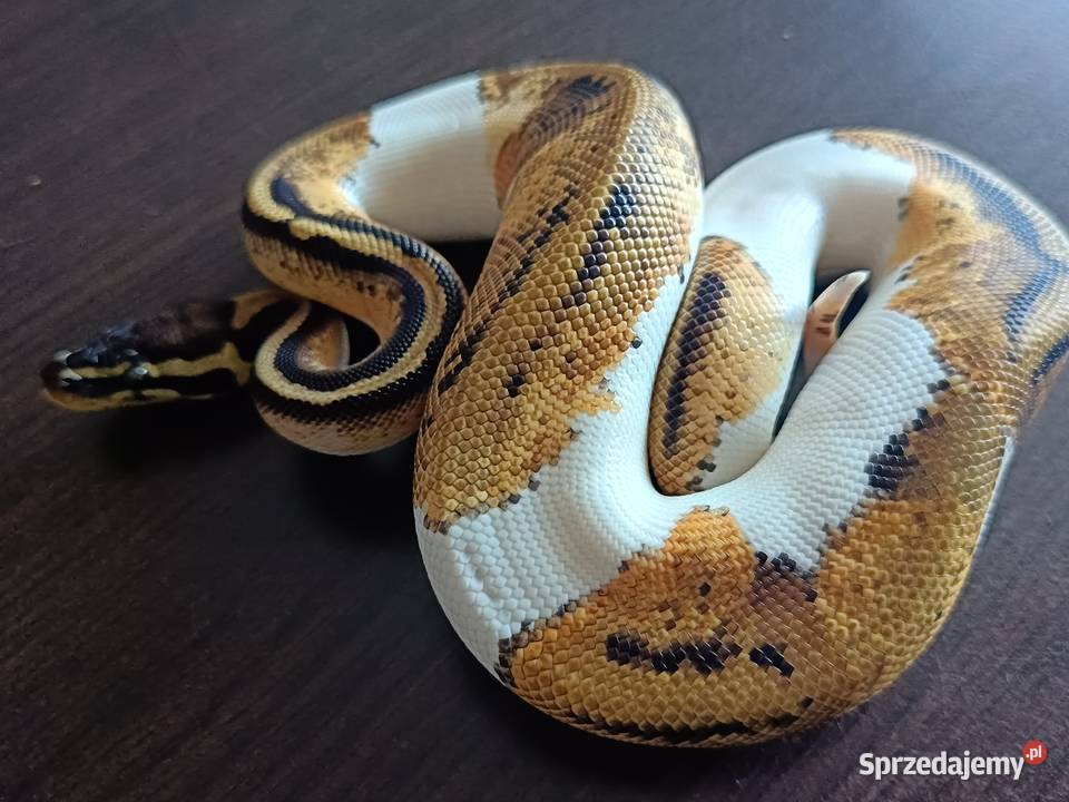 Pyton Regius Pastel Pied samiec Gady i płazy Zabrze