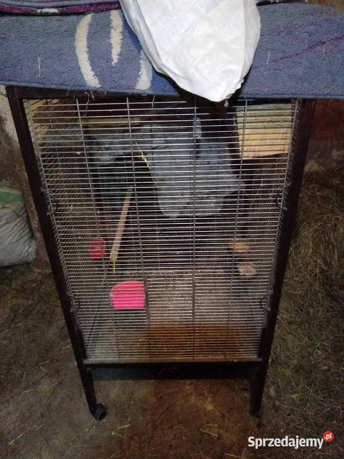 Klatka na papugi kanarki Radom sprzedam