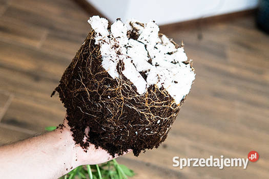 Perlit AGRO Ogrodniczy workowany 125l frakcja Biłgoraj