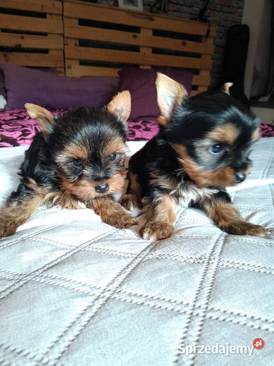 Sprzedam York shire Terrier zachodniopomorskie Tanowo
