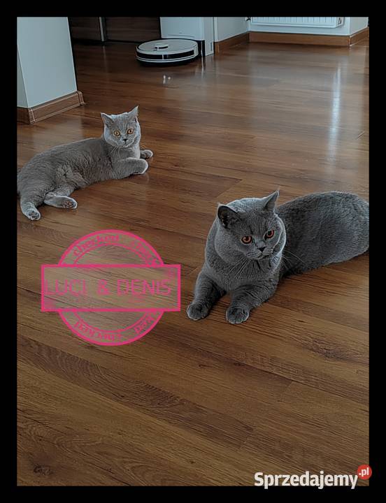 do rezerwacji kotka brytyjskiego Pasłęk