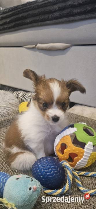 Papillon FCI/ZKWP Spaniel Kontynentalny Miniaturowy