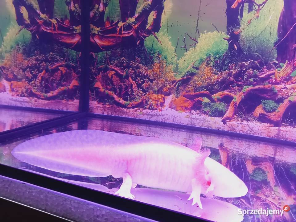 Akselotl Piękne Okazy Mysłowice