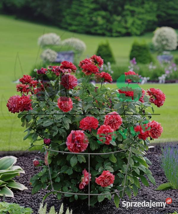 Mocne podpory do roślin 93 2 obręcze idealne do Łódź sprzedam