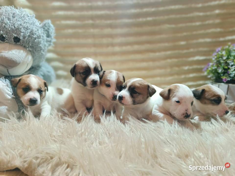 Jack Russell terrier fci Jack Russell Terrier